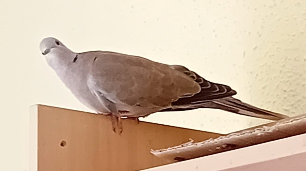 Tórtola turca